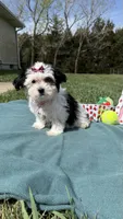 Jasmine , a female Maltese and Havamalt for sale in Norfolk, NE – 3 of 5