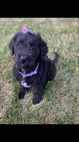 Taylor, a female Labrador Retriever and Miniature Goldendoodle for sale in Norfolk, NE – Photo 2 of 3