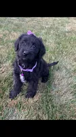 Taylor, a female Labrador Retriever and Miniature Goldendoodle for sale in Norfolk, NE – Photo 3 of 3