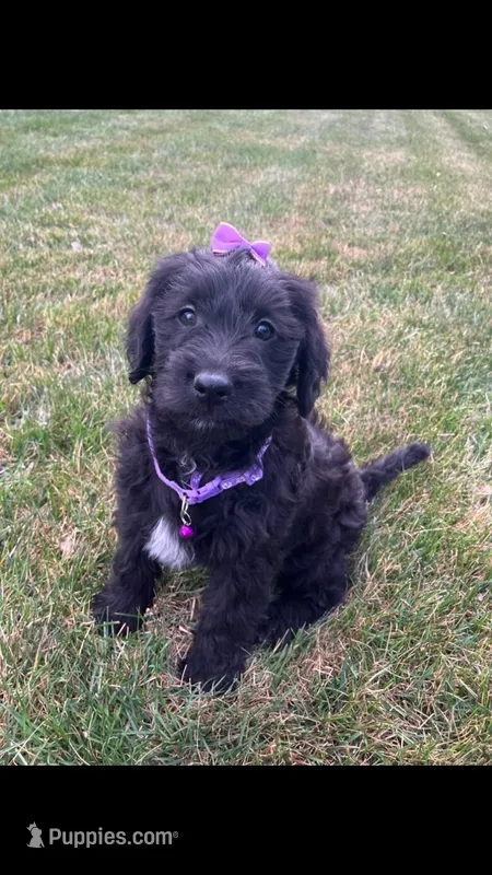 Taylor – Labrador Retriever, Miniature Goldendoodle puppy for sale in Norfolk, NE