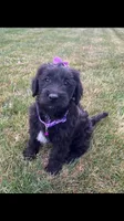 Taylor, a female Labrador Retriever and Miniature Goldendoodle for sale in Norfolk, NE – Photo 1 of 3
