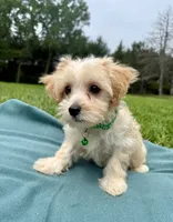 Draake, a male Maltipoo for sale in Norfolk, NE – 7 of 7