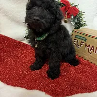 Hux, a male Poodle - Toy  for sale in Norfolk, NE – Photo 8 of 10