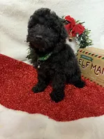 Hux, a male Poodle - Toy  for sale in Norfolk, NE – Photo 8 of 10
