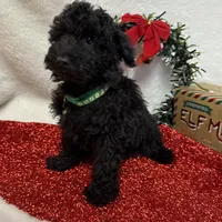 Hux, a male Poodle - Toy  for sale in Norfolk, NE – Photo 7 of 10
