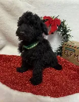 Hux, a male Poodle - Toy  for sale in Norfolk, NE – Photo 7 of 10