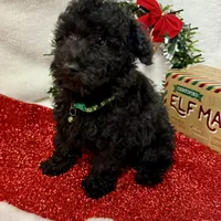 Hux, a male Poodle - Toy  for sale in Norfolk, NE – Photo 6 of 10