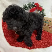 Hux, a male Poodle - Toy  for sale in Norfolk, NE – Photo 3 of 10