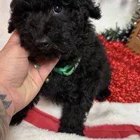 Hux, a male Poodle - Toy  for sale in Norfolk, NE – Photo 4 of 10