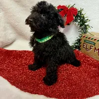 Hux, a male Poodle - Toy  for sale in Norfolk, NE – Photo 9 of 10