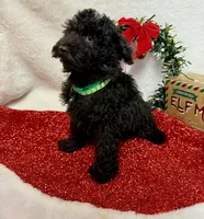 Hux, a male Poodle - Toy  for sale in Norfolk, NE – Photo 9 of 10