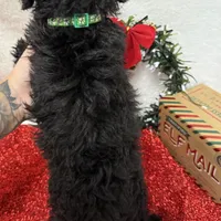 Hux, a male Poodle - Toy  for sale in Norfolk, NE – Photo 5 of 10