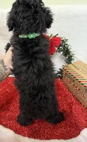 Hux, a male Poodle - Toy  for sale in Norfolk, NE – Photo 5 of 10