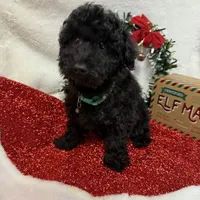 Hux, a male Poodle - Toy  for sale in Norfolk, NE – Photo 2 of 10