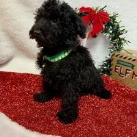 Hux, a male Poodle - Toy  for sale in Norfolk, NE – Photo 10 of 10