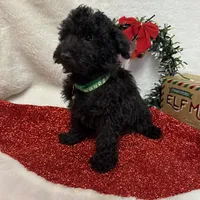 Hux, a male Poodle - Toy  for sale in Norfolk, NE – Photo 1 of 10