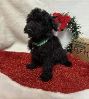 Hux, a male Poodle - Toy  for sale in Norfolk, NE – Photo 1 of 10