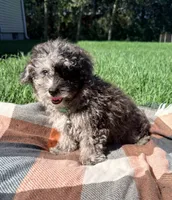 Duke, a male Havapoo for sale in Norfolk, NE – 3 of 7