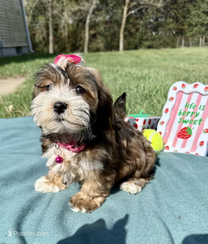 Remi  – Havanese puppy for sale in Norfolk, NE