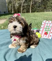 Remi , a female Havanese for sale in Norfolk, NE – 1 of 7