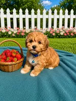 Bear, a male Havanese for sale in Norfolk, NE – 4 of 6