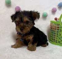 Cooper , a male Yorkshire Terrier for sale in Norfolk, NE – Photo 2 of 6