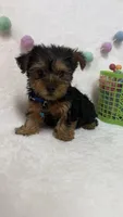 Cooper , a male Yorkshire Terrier for sale in Norfolk, NE – Photo 4 of 6