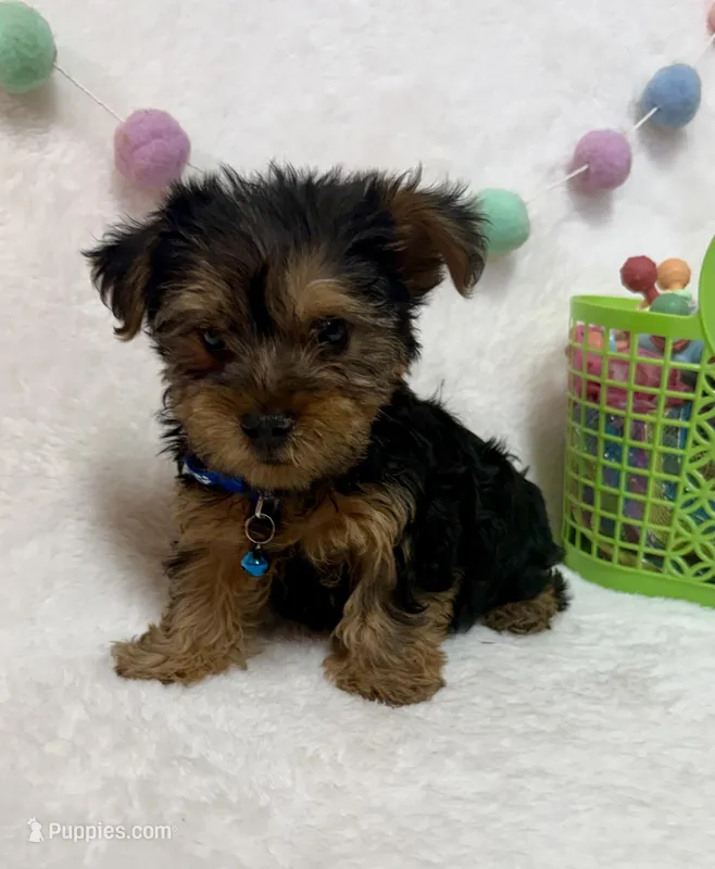 Cooper  – Yorkshire Terrier puppy for sale in Norfolk, NE