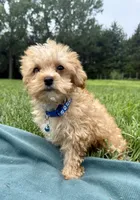 Kaleb , a male Maltipoo for sale in Norfolk, NE – 8 of 8