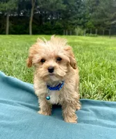 Kaleb , a male Maltipoo for sale in Norfolk, NE – 2 of 8