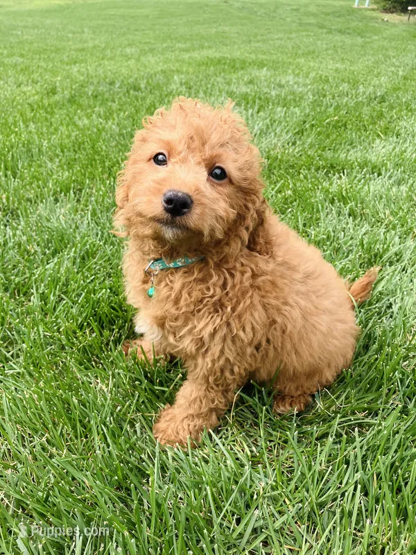 Micromini Drake  – Goldendoodle puppy for sale in Norfolk, NE