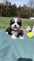 Jazz, a female Maltese and Havamalt for sale in Norfolk, NE – 4 of 8