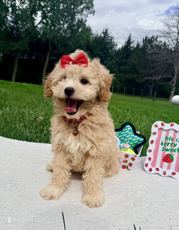 Micromini Holly – Goldendoodle puppy for sale in Norfolk, NE