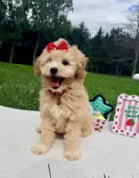 Micromini Holly, a female Goldendoodle for sale in Norfolk, NE – 1 of 6