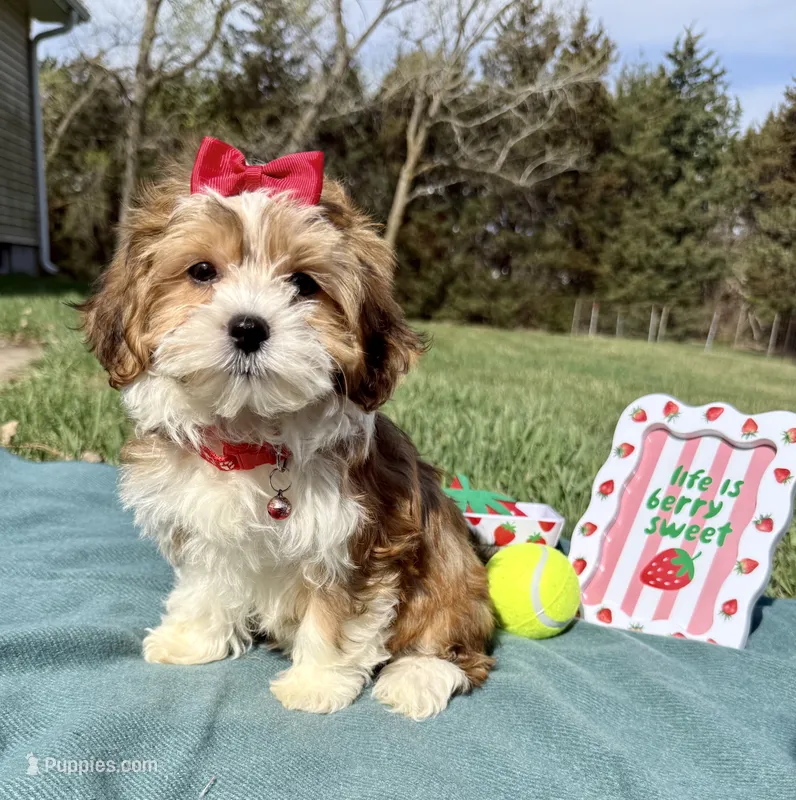 Oakley  – Havanese puppy for sale in Norfolk, NE