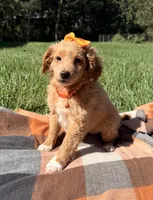 Penny , a female Miniature Goldendoodle for sale in Norfolk, NE – 6 of 7