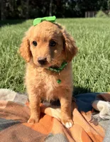 Elsa, a female Miniature Goldendoodle for sale in Norfolk, NE – 2 of 6