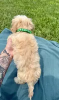 Kaleb , a male Maltipoo for sale in Norfolk, NE – 5 of 8