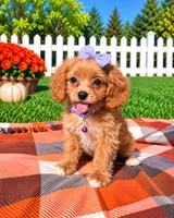 Lottie, a female Cavapoo for sale in Norfolk, NE – 1 of 10