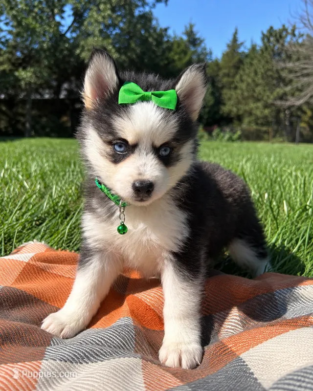 Dolly – Pomsky puppy for sale in Norfolk, NE