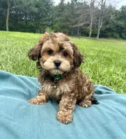 Trigg, a male Havanese for sale in Norfolk, NE – 5 of 6