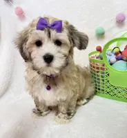 Ivy, a female Havanese for sale in Norfolk, NE – Photo 2 of 4