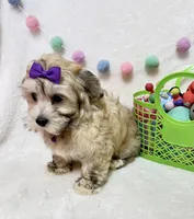 Ivy, a female Havanese for sale in Norfolk, NE – Photo 3 of 4