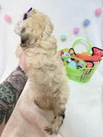 Ivy, a female Havanese for sale in Norfolk, NE – Photo 4 of 4