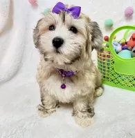 Ivy, a female Havanese for sale in Norfolk, NE – Photo 1 of 4
