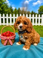 Mac, a male Cavapoo for sale in Norfolk, NE – 1 of 8