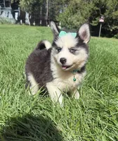 GiGi, a female Pomsky for sale in Norfolk, NE – 8 of 8