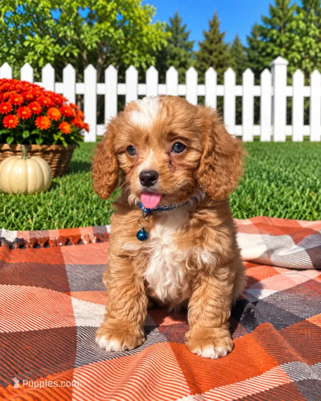 Murphy – Cavapoo puppy for sale in Norfolk, NE