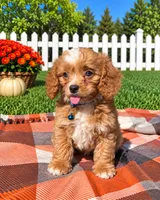 Murphy, a male Cavapoo for sale in Norfolk, NE – 1 of 9