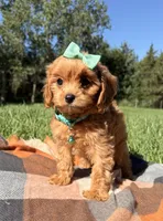Maggie, a female Cavapoo for sale in Norfolk, NE – 2 of 9